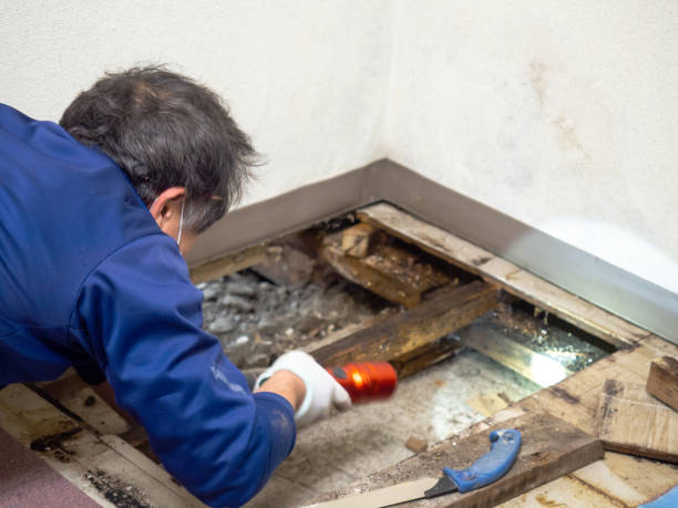 Best Certified Mold Removal  in Gilmer, TX