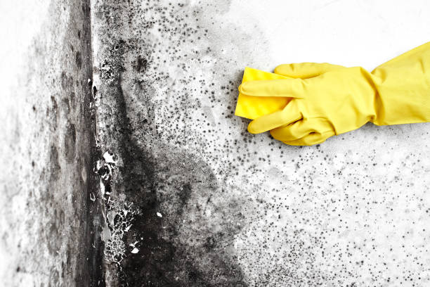 Trusted Gilmer, TX Mold Removal Experts