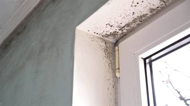 Best Office Mold Removal Services  in Gilmer, TX