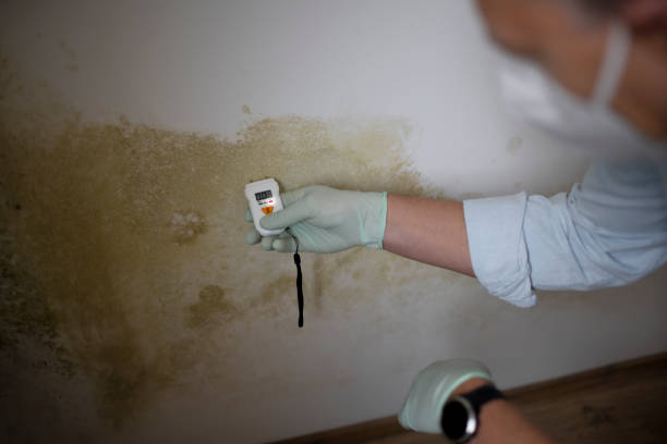 Attic Mold Removal in Gilmer, TX