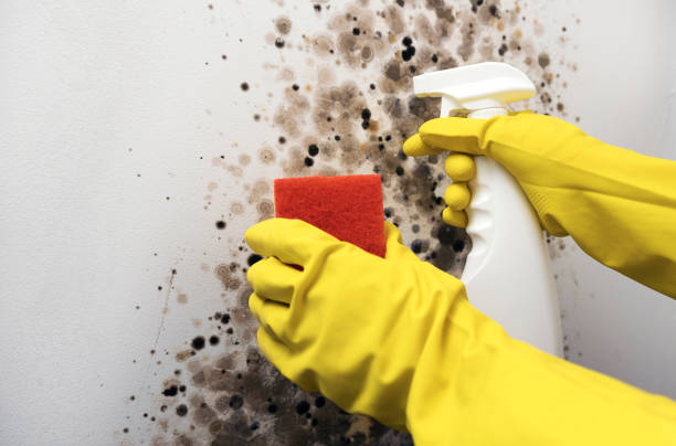 Best Certified Mold Removal  in Gilmer, TX