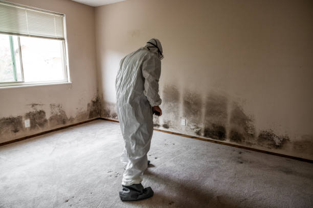 Best Mold Damage Repair  in Gilmer, TX