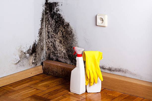 Best Professional Mold Removal  in Gilmer, TX