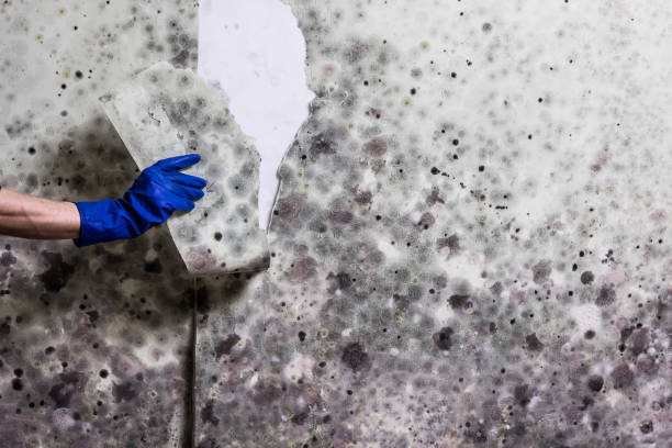 Best Fast Mold Removal  in Gilmer, TX