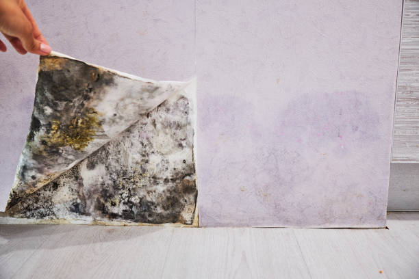 Best Local Mold Removal Service  in Gilmer, TX